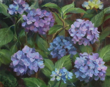 Hydrangeas Under My Window. 2022